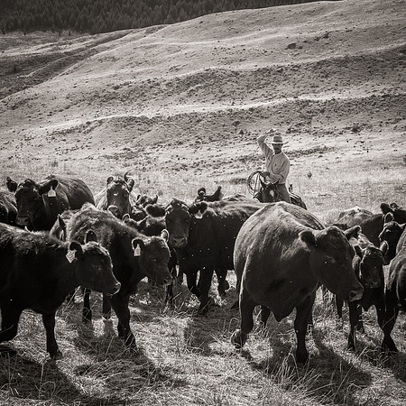 Bonanno_WY_207