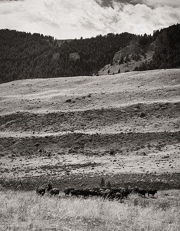 Bonanno_WY_187