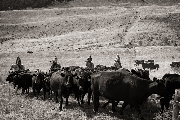 Bonanno_WY_196