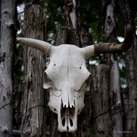Northern New Mexico June 2016 - Eleven talented photographers explore the cultural and natural landscape of Northern New Mexico while based at Cliff River Springs Ranch.